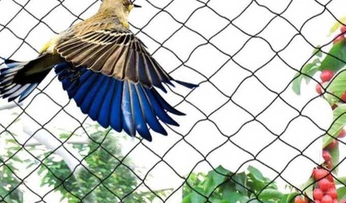 Anti Bird Nets