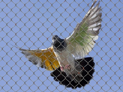 Bird Netting