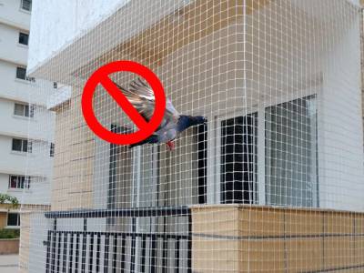 Pigeon Safety Nets