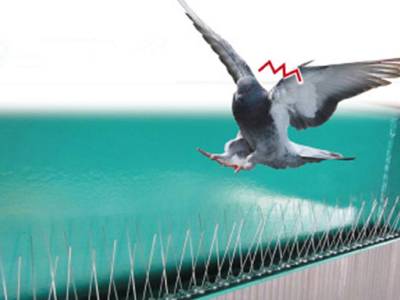 Anti Bird Spikes
